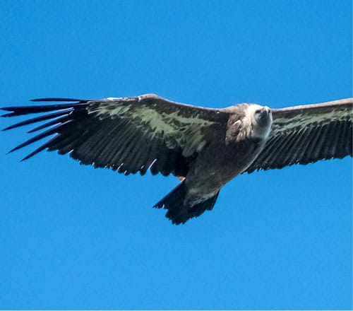 région vautours camping prades